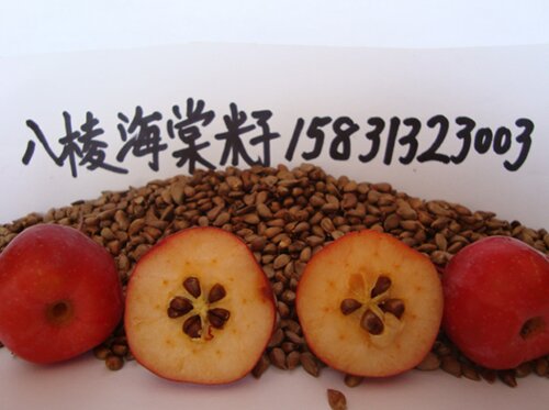 八棱海棠果种子