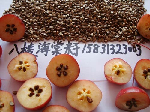 八棱海棠果种子